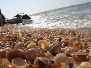 Shells, sea