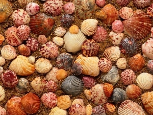 Shells