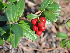 Shining, leaves, blueberries Red