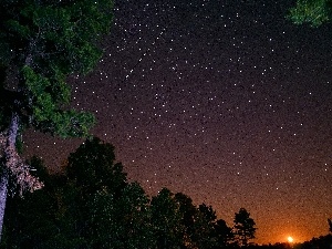 Shooting, trees, viewes, Night, starfish, Sky