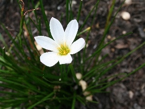 shoots, green ones, White, Zefirant