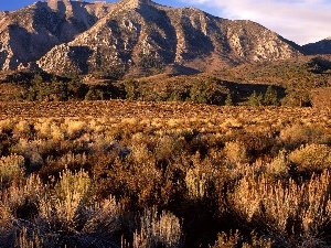 California, shrubs, Mountains