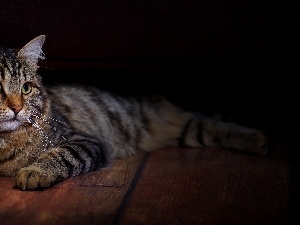 cat, siberian, Nikifor