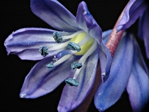 Siberian, Colourfull Flowers, squill