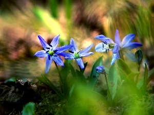 Flowers, Siberian squill