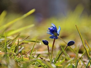 grass, Siberian squill