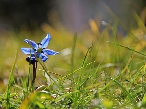 grass, Siberian squill