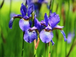 iris, Siberian Iris