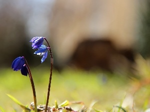 Siberian squill