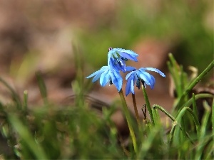 Siberian squill