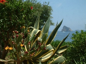 Sicilia, Panarea, Cactus, sea