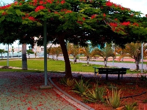 Sidewalks, viewes, Palms, Park, Bench, trees