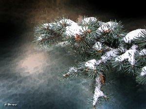 spruce, silvery, snowy