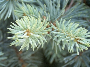 silvery, spruce