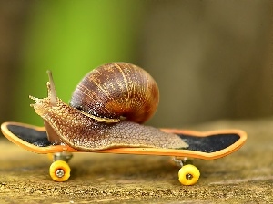 skate, snail