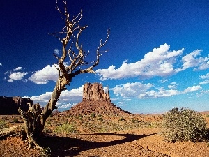 Sky, canyon, arid, trees