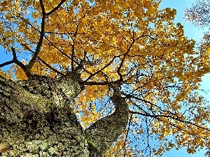 Sky, Leaf, autumn, maple