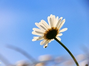 blue, Sky, Daisy