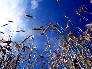 Blue, Sky, wheat