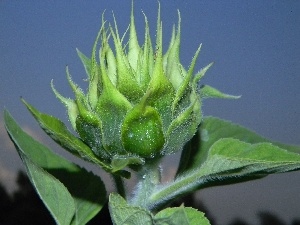 bud, Sky, Sunflower