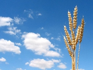 cereals, Sky, Ears