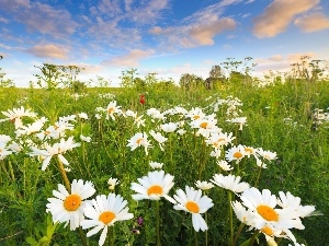 Sky, daisy