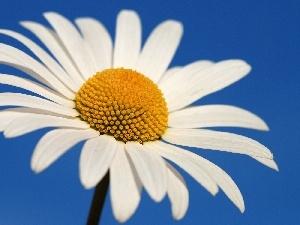 Sky, flakes, Daisy, White