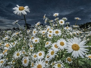 chamomile, Sky, Flowers