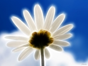 Cloud, Sky, Flower