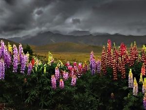 Sky, Mountains, Flowers, clouds, lupine