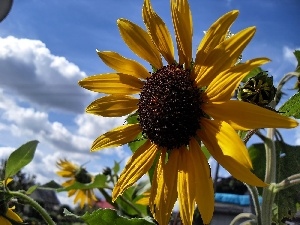 Sky, Sunflower, summer, clouds, Garden