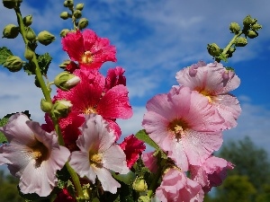 Sky, bouquet, color, Hollyhocks