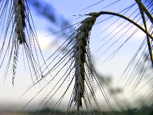 corn, Sky, Ears