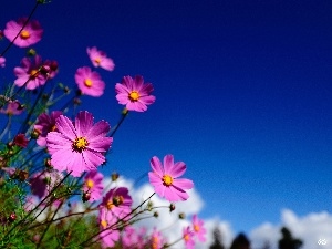 Sky, Cosmos