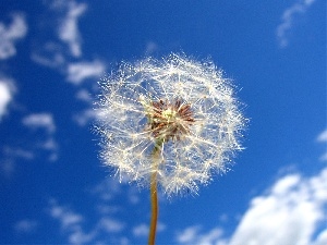 dandelion, Sky, White