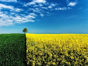 Sky, trees, field, cultivated