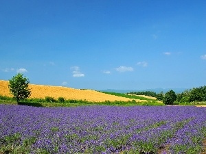 Narrow-Leaf Lavender, Sky, Field, trees