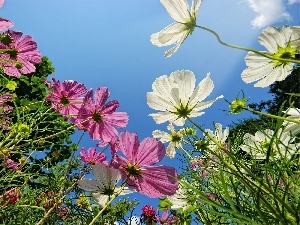 Flowers, Cosmos, color