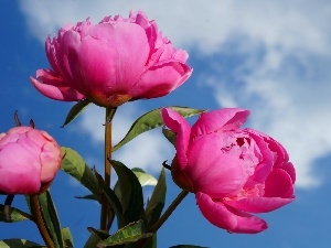 Sky, Peonies, Flowers, bouquet