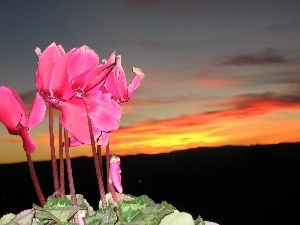 Sky, sun, Flowers, Cyclamen, west