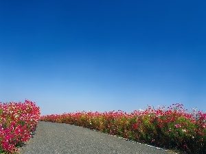 Flowers, Sky, Way