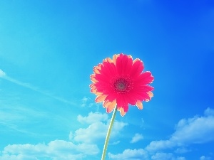 Sky, Gerbera