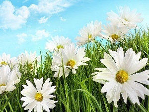 grass, Sky, chamomile