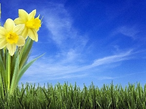 grass, Sky, Daffodils