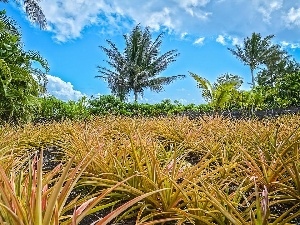 grass, Sky, Palms