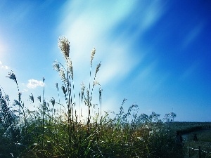 Sky, grass