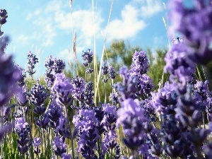 Sky, Narrow-Leaf Lavender, Field