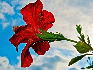 hibiskus, Sky, Red