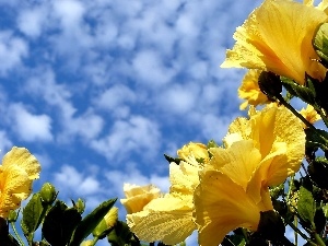 hibiskus, Sky, Yellow