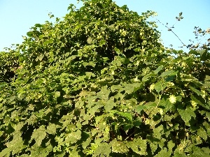 hop, Sky, plant